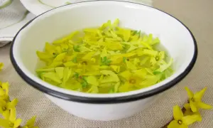 Kwiaty forsycji w wodzie, przygotowanie do syropu z forsycji. Wiosenny przepis na domowy syrop.