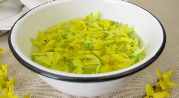 Kwiaty forsycji w wodzie, przygotowanie do syropu z forsycji. Wiosenny przepis na domowy syrop.