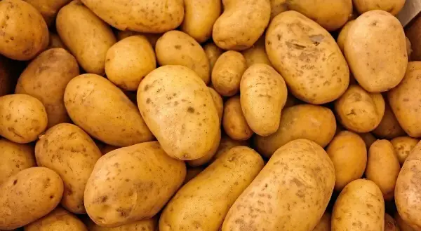 Ile kcal ma ziemniak gotowany? Zaskakujące fakty o kaloriach
